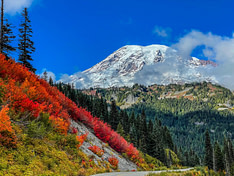 A,Picture,Of,Fall,Bright,Red,Colors,On,The,Side